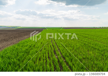 Green rice plants sway gently in the wind as the sky above displays a mix of clouds, signaling the arrival of spring and growth 136089704