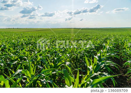 Bright green corn plants thrive in a vast field, basking in sunlight with fluffy clouds above on a clear day in late spring 136089709