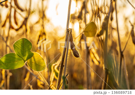 Golden soybean plants stretch towards the bright evening sky, their leaves gently swaying in the warm breeze, capturing a tranquil moment at dusk Golden soybean plants stretch towards the bright evening sky, their leaves gently swaying in the warm breeze, capturing a tranquil moment at dusk 136089718