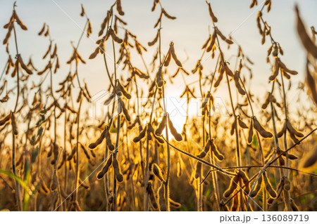 Under the fading light of sunset, golden soybean plants ripple softly, their pods bursting with ripeness and promise for harvest time Under the fading light of sunset, golden soybean plants ripple softly, their pods bursting with ripeness and promise for harvest time 136089719