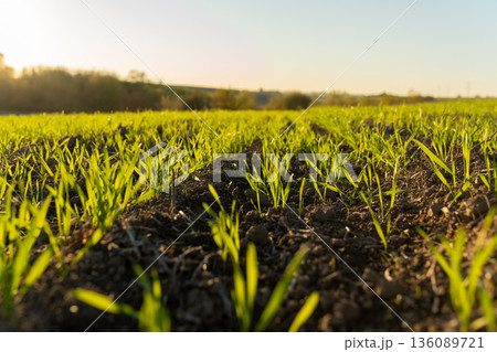 Fresh green shoots stretch towards the warm morning sun, filling the field with hope and a feeling of renewal as nature awakens Fresh green shoots stretch towards the warm morning sun, filling the field with hope and a feeling of renewal as nature awakens 136089721