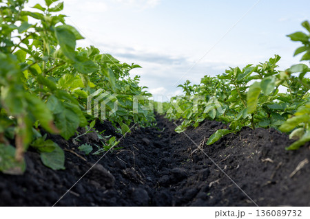 Rows of vibrant potato plants stretch toward the horizon, flourishing in rich soil under a bright, expansive sky 136089732