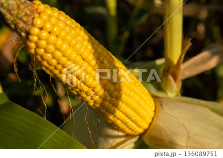 Golden kernels of corn glisten in the warm summer sunlight, showcasing nature's perfect produce waiting to be harvested from the fields 136089751