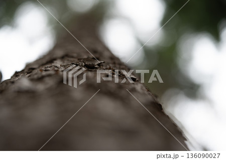 Looking Up a Tree Trunk with Soft Bokeh 136090027