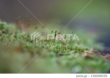 Macro View of Moss with Sporophytes 136090036
