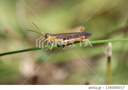 Grasshopper Resting on Green Blade of Grass Grasshopper Resting on Green Blade of Grass 136090037