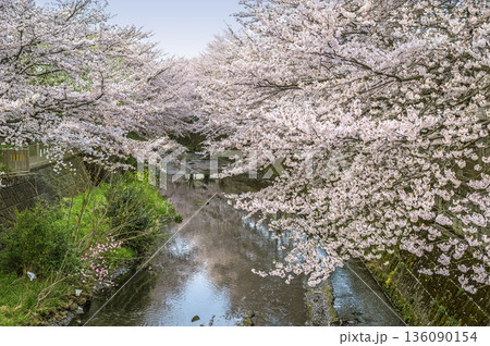 恩田川の桜 136090154