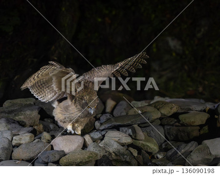 魚をとって睨んできたシマフクロウ 136090198
