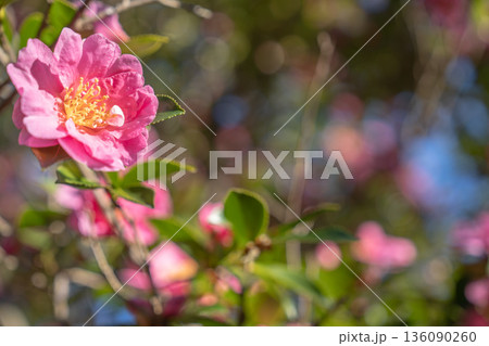 多賀城廃寺跡 さざんかの森 柔光に咲く山茶花 136090260