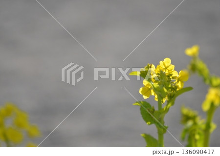 黄色の花 黄色の花 136090417