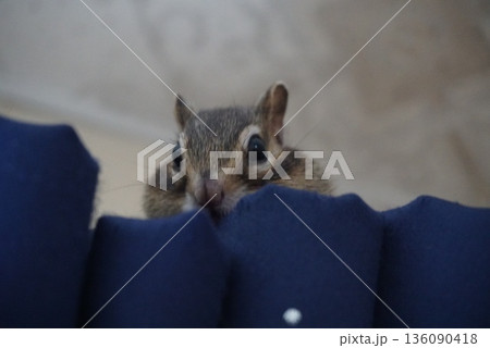 カーテンの上のシマリス カーテンの上のシマリス 136090418