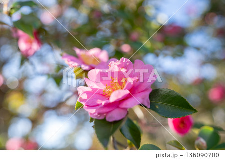 多賀城廃寺跡 さざんかの森 玉ボケに包まれる山茶花 136090700
