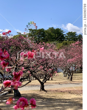 遊園地の観覧車が見える梅林〈南公園(葵梅林)/愛知県岡崎市〉 遊園地の観覧車が見える梅林〈南公園(葵梅林)/愛知県岡崎市〉 136090789
