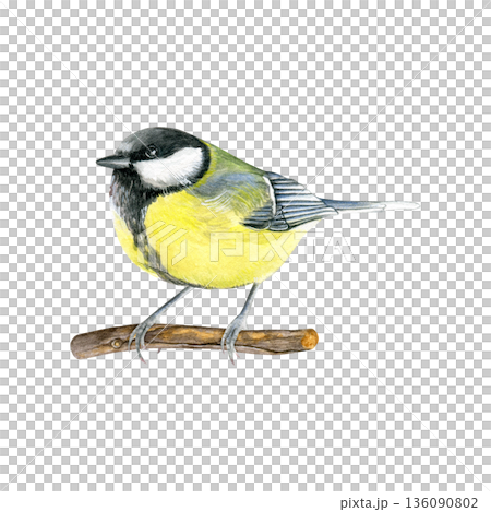 Watercolor illustration of a small titmouse bird perched on a branch. Good for nature prints, books, stationery, posters, textiles and educational designs Watercolor illustration of a small titmouse bird perched on a branch. Good for nature prints, books, stationery, posters, textiles and educational designs 136090802