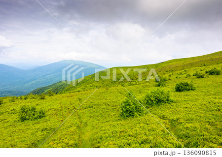 wonderful summer landscape of carpathian mountains in ukraine. scenic alpine view of rolling hills and green meadow. cloudy sky. green environment sustainability and protection. background for earth wonderful summer landscape of carpathian mountains in ukraine. scenic alpine view of rolling hills and green meadow. cloudy sky. green environment sustainability and protection. background for earth 136090815