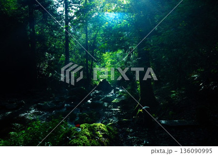 木漏れ日が差し込む森林 木漏れ日が差し込む森林 136090995