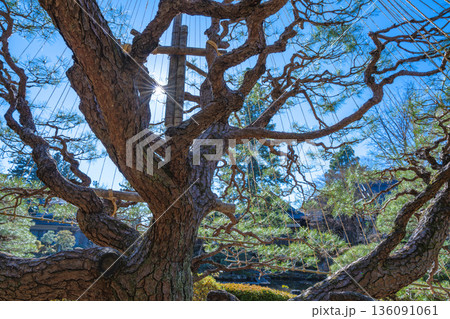 輪王寺 雪吊りの松木漏れ日と冬空 136091061