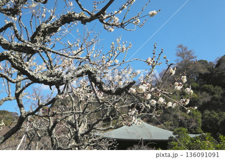 早春の鎌倉 咲き始めた瑞泉寺の白梅 早春の鎌倉 咲き始めた瑞泉寺の白梅 136091091
