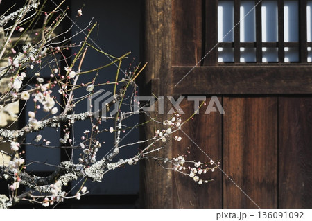 鎌倉 瑞泉寺の白梅 鎌倉 瑞泉寺の白梅 136091092