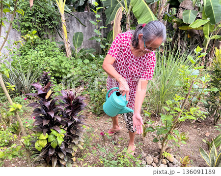 An elderly active woman waters plants and flowers in the garden from a watering can 136091189