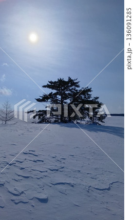 雪原に佇む木 雪原に佇む木 136091285
