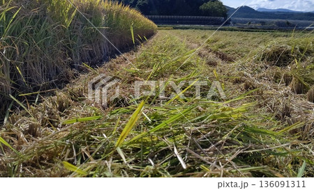 コンバインで切り刻まれた藁 コンバインで切り刻まれた藁 136091311