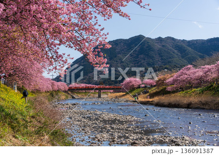 河津桜と川沿いの春景色　山に囲まれた日本の風景 136091387