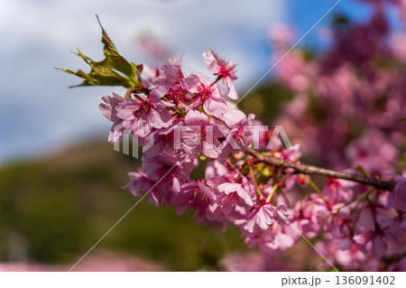 春に咲く河津桜の花のクローズアップ 136091402