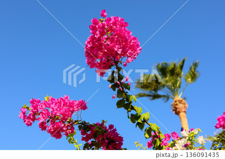 Red tropical bright flower and palm tree against blue sky 136091435