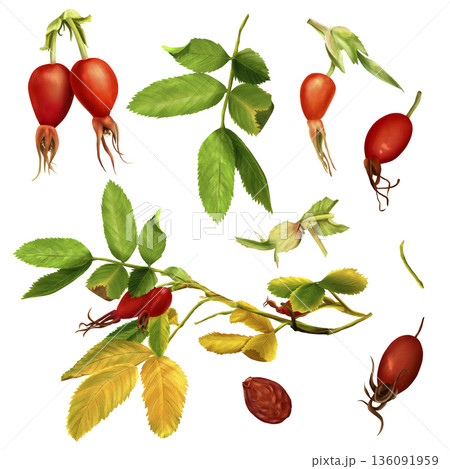 A set of watercolor illustrations of rose hips, including leaves, fruits, a twig. Hand-drawn, isolated background. Suitable for printing on paper and fabric as well as packaging for tea and cosmetics. 136091959