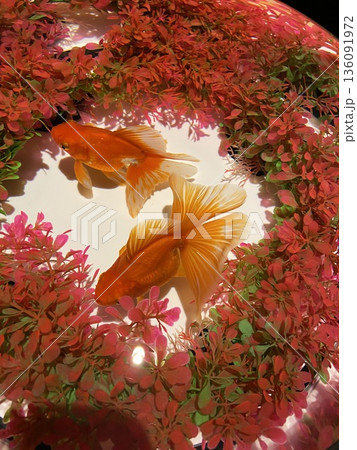 金魚が泳いでいる夏イメージの背景 136091972