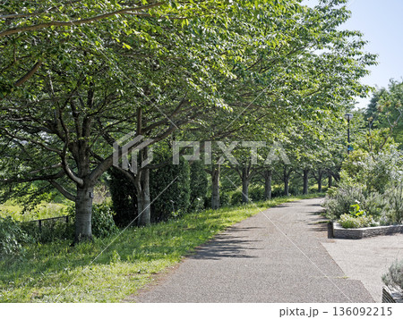 県立相模三川公園 県立相模三川公園 136092215