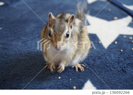 立ち止まるシマリス 立ち止まるシマリス 136092266