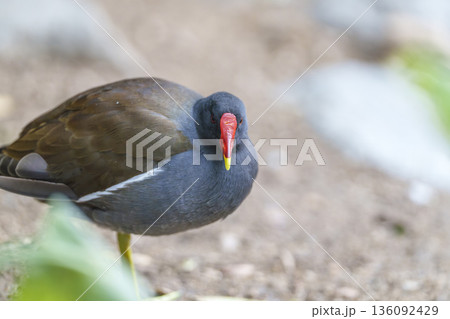水辺で佇むバンの野鳥ポートレート 水辺で佇むバンの野鳥ポートレート 136092429
