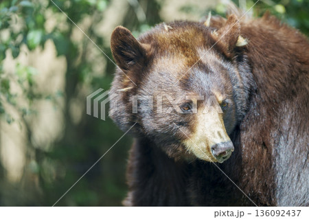 自然の中でこちらを見るクマの表情 136092437