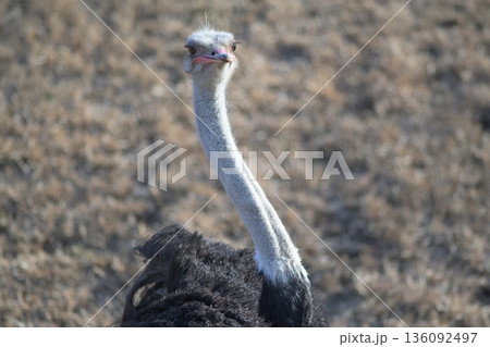 ダチョウは遠くを見まわすのが好きである 136092497
