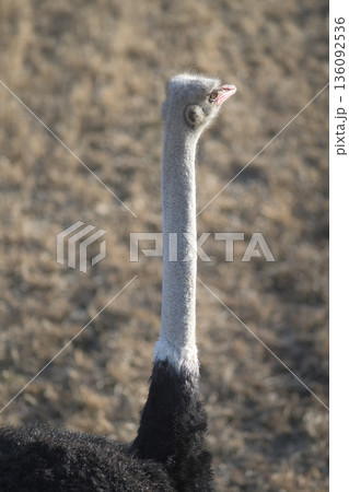 首を伸ばして遠くを見ようとするダチョウ 136092536