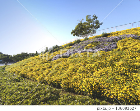 相模原麻溝公園 136092627