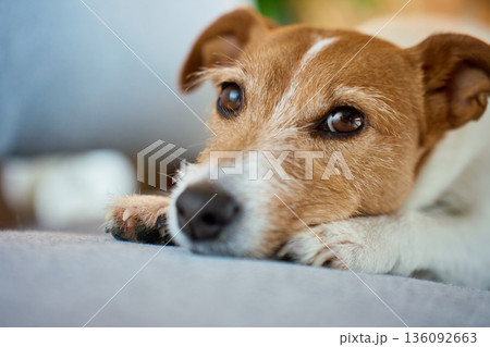 Tired Jack Russell dog resting on couch 136092663