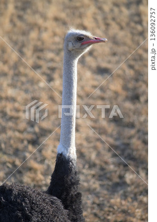 ダチョウは目の大きさに合わせてまぶたも大きい ダチョウは目の大きさに合わせてまぶたも大きい 136092757