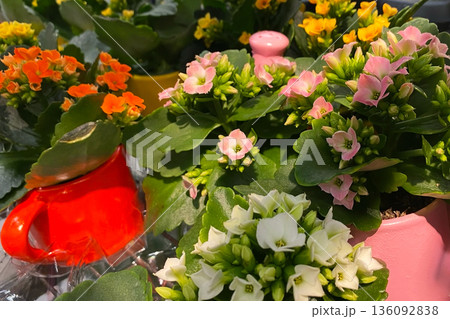 Vibrant Kalanchoe Flowers in Colorful Pots Vibrant Kalanchoe Flowers in Colorful Pots 136092838
