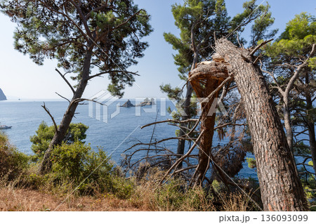 Sunlit broken pines frame a tranquil coastal scene Sunlit broken pines frame a tranquil coastal scene 136093099