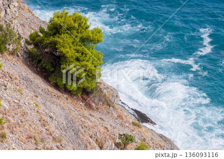 Coastal cliffside scene with a small pine tree on rock 136093116
