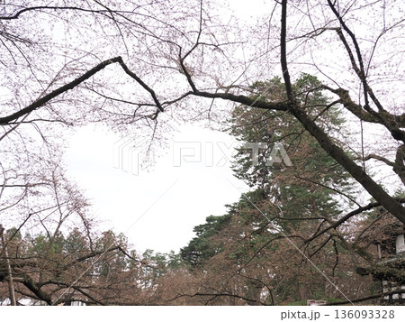 まだ咲き揃わない桜のハート形｜春の移ろい背景素材 136093328