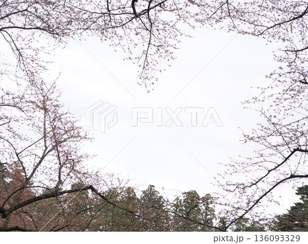 まだ咲き揃わない桜のハート形｜春の移ろい背景素材 136093329