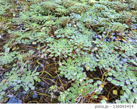 Green Wet Plant Texture Natural Background Green Wet Plant Texture Natural Background 136093454