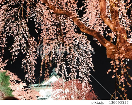 弘前城 御滝桜の夜桜|ライトアップされた圧巻の枝垂れ桜 弘前城 御滝桜の夜桜|ライトアップされた圧巻の枝垂れ桜 136093535