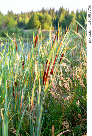 Bulrushes growing on the shore of a lake in sunny day Bulrushes growing on the shore of a lake in sunny day 136093756