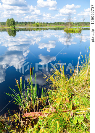 Bulrushes growing on the shore of a lake in sunny day with clouds reflecting on the water of lake 136093757