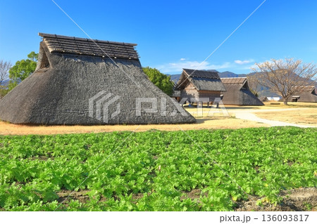 【佐賀県】快晴下の吉野ヶ里歴史公園(南のムラ) 【佐賀県】快晴下の吉野ヶ里歴史公園(南のムラ) 136093817